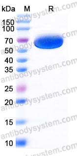 Recombinant Mouse CD223/LAG3 Protein, C-His