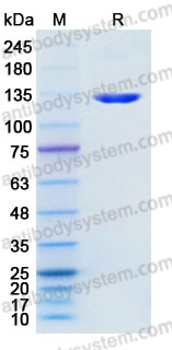 Recombinant Mouse CD106/VCAM1 Protein, C-Fc