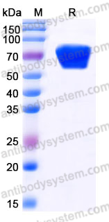 Recombinant Mouse CD120b/TNFR2 Protein, C-Fc