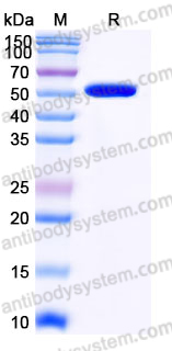 Recombinant Mouse IL11 Protein, C-Fc