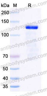 Recombinant Mouse CDH3/P-cadherin Protein, C-Fc