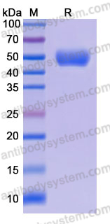 Recombinant Mouse CD24 Protein, C-Fc