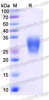 Recombinant Mouse CD95/FAS Protein, C-His