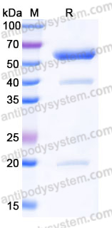 Recombinant Mouse CD95/FAS Protein, C-Fc