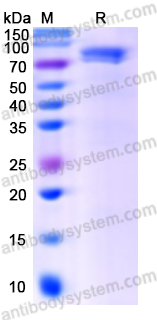 Recombinant Mouse STAT3 Protein, C-His