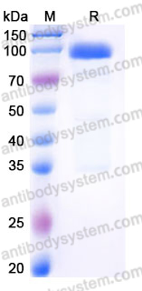 Recombinant Mouse IL23R Protein, C-Fc