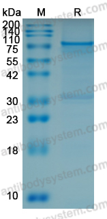 SDS-PAGE for Recombinant Mouse Vtcn1 Protein, C-Fc ?>