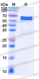 Recombinant Mouse CD270/TNFRSF14/HVEM Protein, C-Fc