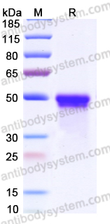 Recombinant Mouse IL21 Protein, C-mFc