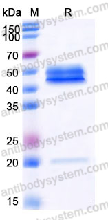 Recombinant Mouse IL23 Protein, C-His