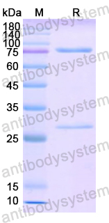 Recombinant Mouse IgE Protein