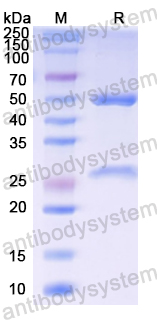 Recombinant Mouse IgG Protein