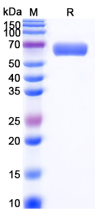 Recombinant Mouse BTNL9 Protein, C-Fc