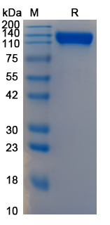 SDS-PAGE for Recombinant Dog OSMR/IL-31RB Protein, C-hFc ?>