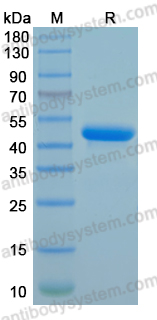 Recombinant Rat CSF1/M-CSF Protein, Tag free