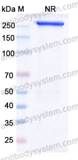 Recombinant Rat IgE Protein