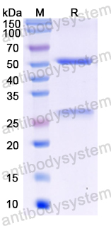 Recombinant Rat IgG Protein