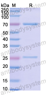 Recombinant Rat IgM Protein