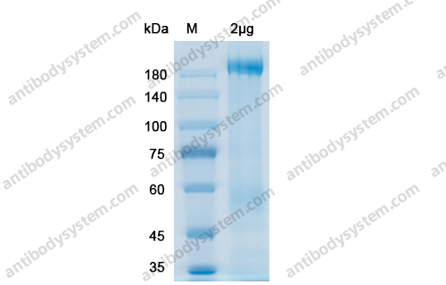 Recombinant SARS-CoV-2 Spike - Trimer/S6P trimer Protein, C-His