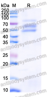 Recombinant HRSV Post-F/Fusion glycoprotein F0 Protein, C-His-Strep
