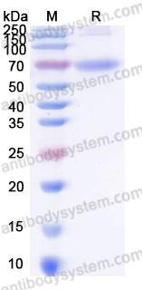 Recombinant HRSV PreF3 Protein, C-6His-Strep