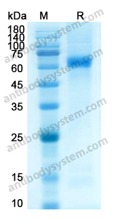Recombinant RABV G/Glycoprotein, C-His