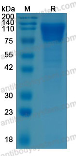 Recombinant TAFV GP1 Protein, C-His