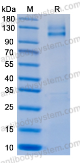 SDS-PAGE for Recombinant TAFV GP1 Protein, C-Fc ?>