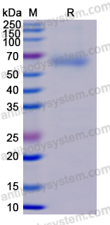 Recombinant Nipah virus/HeV F/Fusion glycoprotein F0 Protein, C-His