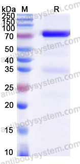 Recombinant CHIKV Spike glycoprotein E2 Protein, C-Fc