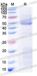 Recombinant VSIV G protein/Glycoprotein G Protein, C-His
