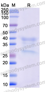 Recombinant Monkeypox virus/MPXV H3L Protein, C-His