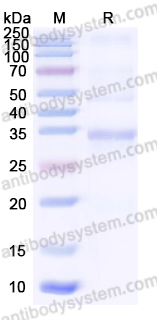 Recombinant MPXV H3L Protein, C-His