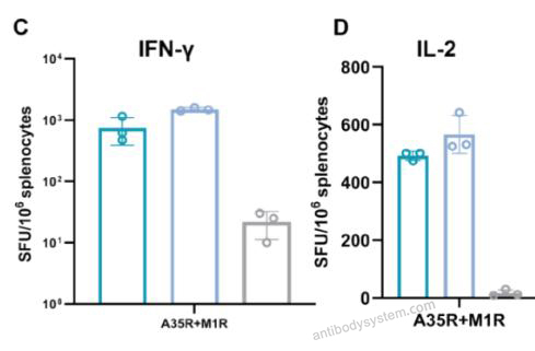 ELISPot for Recombinant Monkeypox virus/MPXV A35R Protein, C-His ?>