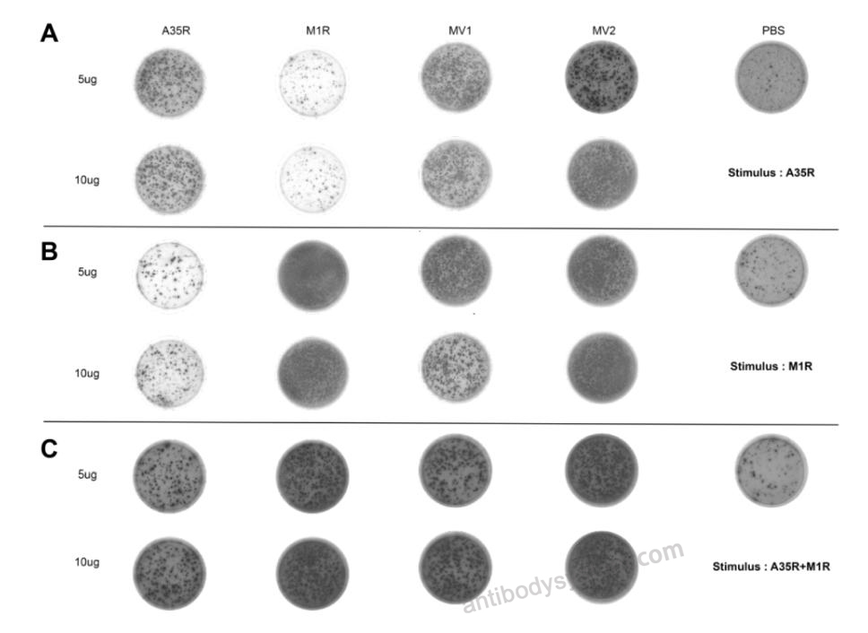 ELISPot for Recombinant Monkeypox virus/MPXV A35R Protein, C-His ?>