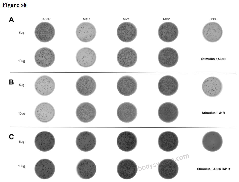 ELISPot for Recombinant Monkeypox virus/MPXV A35R Protein, C-His ?>