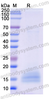 Recombinant Monkeypox virus/MPXV A35R Protein, C-His