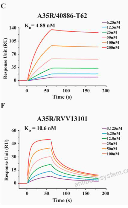 Surface Plasmon Resonance for Recombinant Monkeypox virus/MPXV A35R Protein, C-His ?>