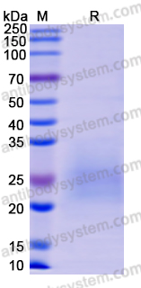 Recombinant Monkeypox virus/MPXV M1R Protein, C-His