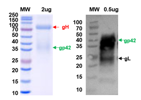 Recombinant EBV/HHV4 gH & gL & gp42 Trimer Protein, C-Strep & C-His & C-His