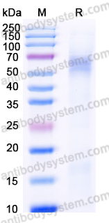 Recombinant Dengue Virus/DENV Envelope protein E Protein, C-His