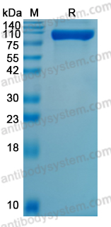 Recombinant HSV-1/HHV-1 gB Protein, C-Strep