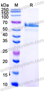 Recombinant PRV gE/Envelope glycoprotein E Protein, C-strep