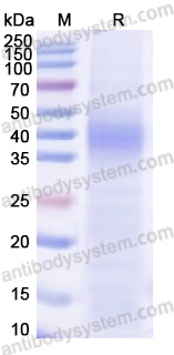 Recombinant MARV GP2/Envelope glycoprotein 2 Protein, C-Strep