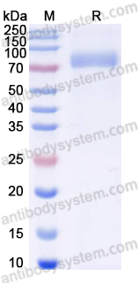 Recombinant CDV H/Hemagglutinin glycoprotein Protein, C-strep