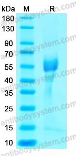 Recombinant WNV NS1 Protein, C-His