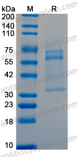 Recombinant PRRSV2 GP3 Protein, C-Fc