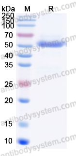 Recombinant WEEV Spike glycoprotein E1 Protein, C-His