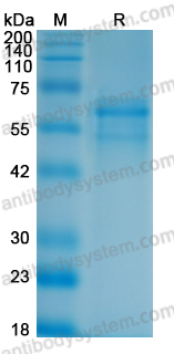 SDS-PAGE for Recombinant LLOV GP1 Protein, C-His ?>