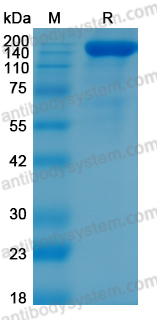 Recombinant PDCoV S/Spike glycoprotein Protein, C-His